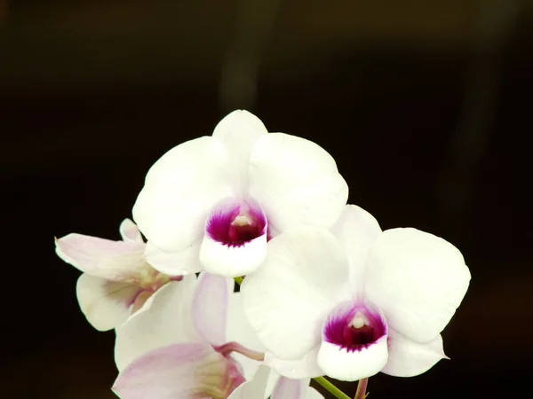 Brote de la flor de la orquídea con el espacio copia fondo — Foto de Stock