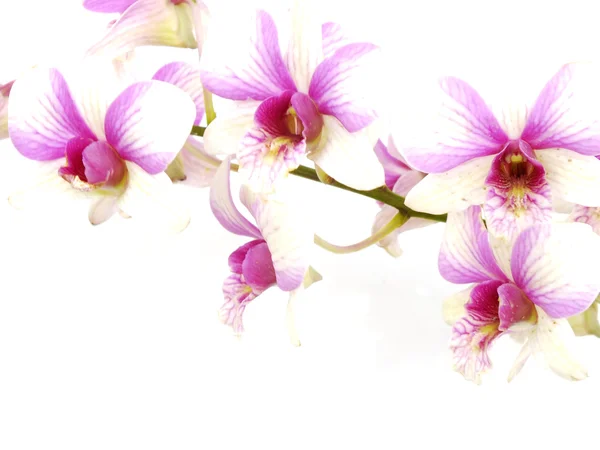 Orquídea bonita isolada no fundo branco — Fotografia de Stock