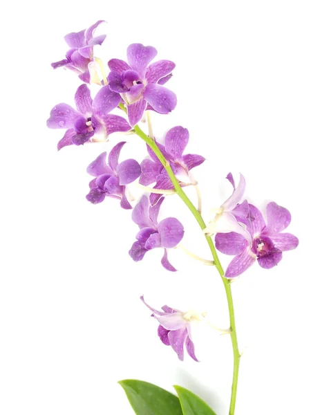 Hermosa orquídea aislada sobre fondo blanco — Foto de Stock