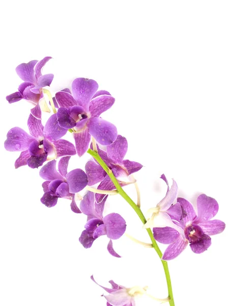 Botão de flor de orquídea rosa isolado no fundo branco — Fotografia de Stock