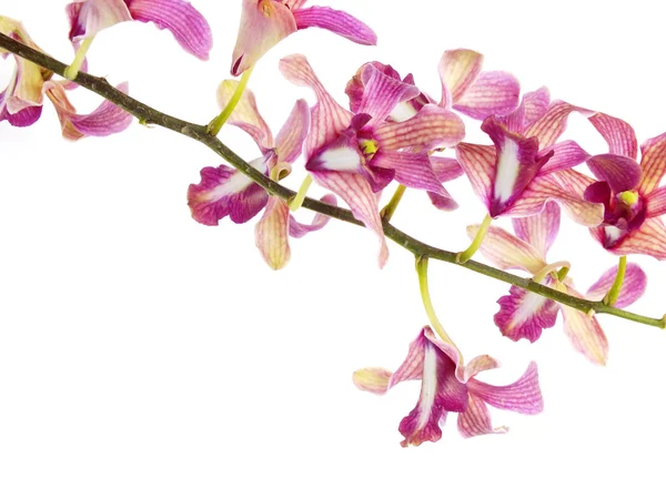 Botão de flor de orquídea rosa isolado no fundo branco — Fotografia de Stock