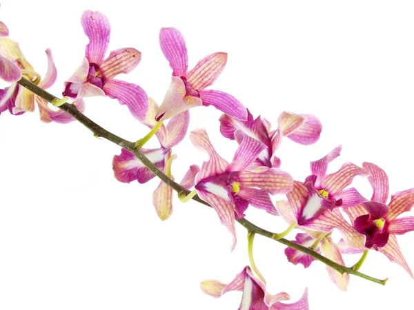 Botão de flor de orquídea rosa isolado no fundo branco — Fotografia de Stock