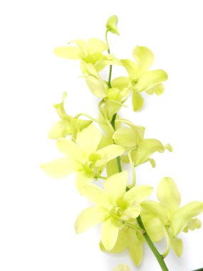 Orkide çiçek beyaz arka plan üzerinde izole bud