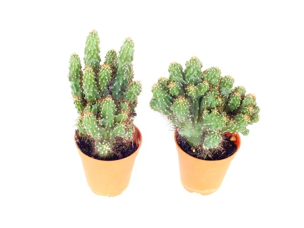 Cactus en maceta aislado sobre fondo blanco — Foto de Stock