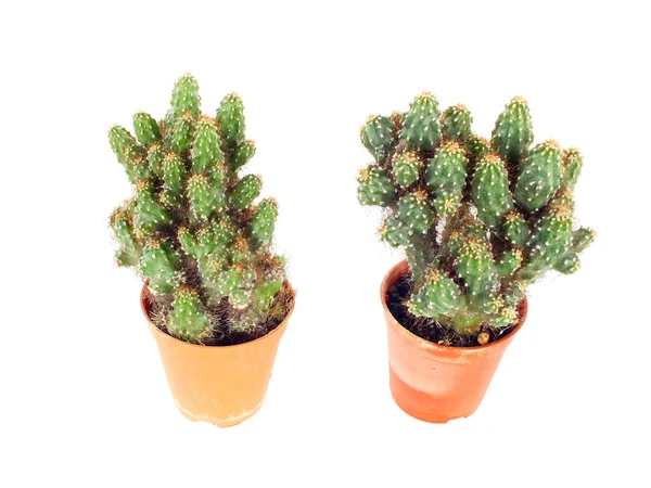 Cactus en pot isolé sur fond blanc — Photo