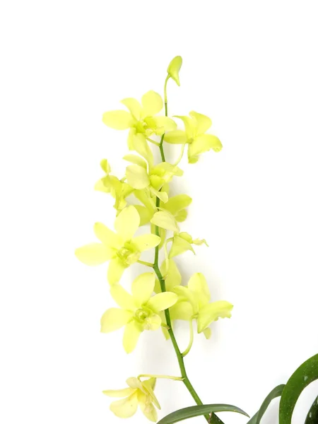 Orchidej květina bud izolovaných na bílém pozadí — Stock fotografie