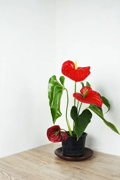 Red Anthurium Flower house plant decoration on table and white wall background
