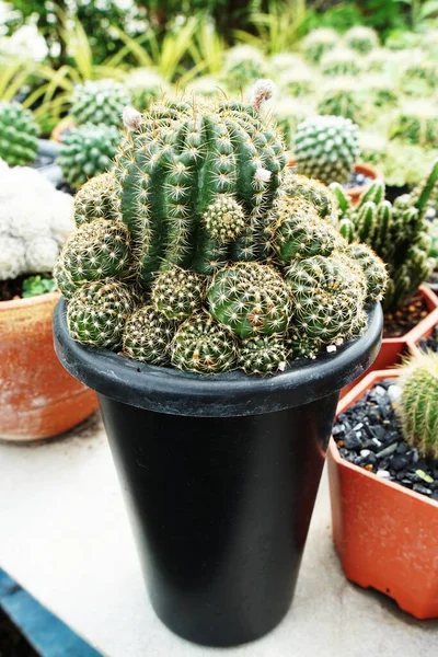 Collection Various Cactus Succulent Plants Home Garden — Stock Photo, Image