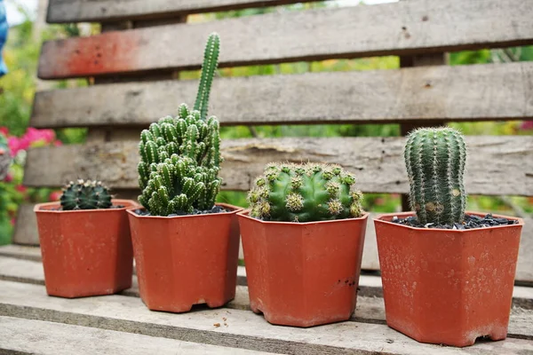 Raccolta Vari Cactus Piante Grasse Nel Giardino Casa — Foto Stock