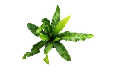  Kuş yuvası eğreltiotu beyaz arkaplanda izole