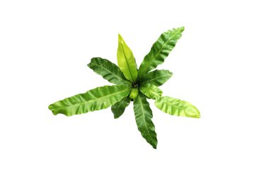 Vali Fern beyaz arka planda izole edildi