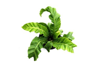 Vali Fern beyaz arka planda izole edildi