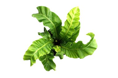 Vali Fern beyaz arka planda izole edildi