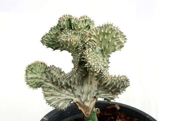 Cactus Succulent Plant Απομονωμένο Λευκό Φόντο — Φωτογραφία Αρχείου