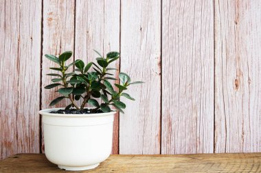 Ahşap arka planda yeşil ev bitkileri