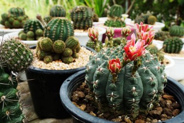 Ev bahçesinde çeşitli kaktüslerin ve sulu bitkilerin toplanması