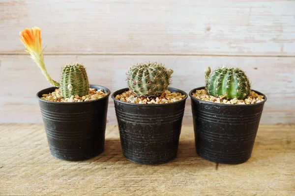 Különböző Kaktuszok Zamatos Növények Gyűjtése Otthoni Kertben — Stock Fotó
