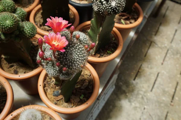 Pink Flower Cactus Blooming Gardent House Space Copy — Stock Photo, Image