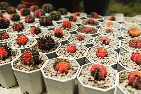 Beaucoup Pots Cactus Dans Maison Jardinier Espace Pour Copie — Photo