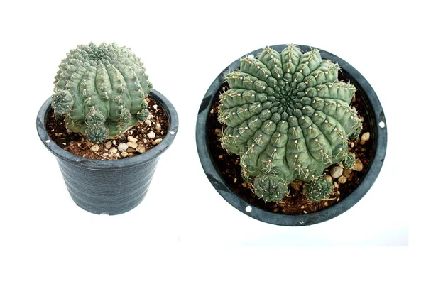 Kaktus Sukkulente Pflanze Isoliert Auf Weißem Hintergrund — Stockfoto