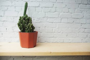 Kaktüs saksıda, ahşap raflarda ve beyaz tuğla duvar arkasında.