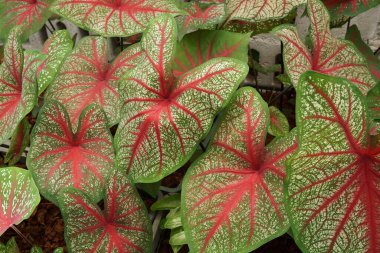 Pembe yapraklı ve yeşil damarlı Caladium bicolor doğa arka planı