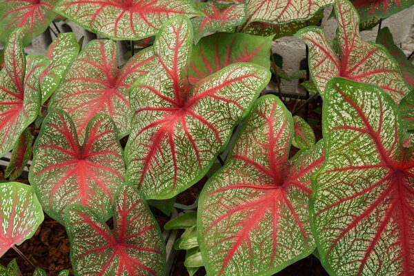 Caladium bicolor with pink leaf and green veins nature background