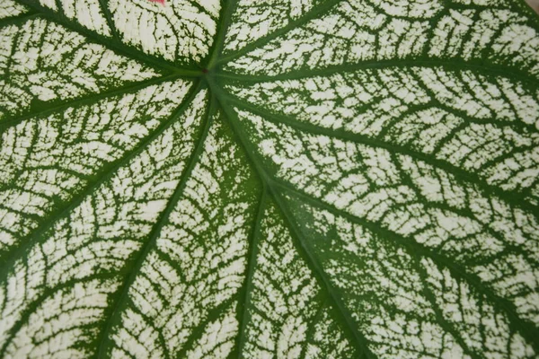 Caladium Bicolor White Leaf Green Veins Nature Background — Stock Photo, Image