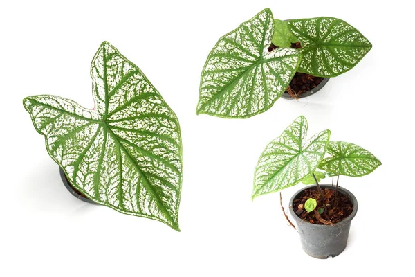 Caladium Bicolor Dengan Daun Putih Dan Vena Hijau Dengan Latar — Stok Foto