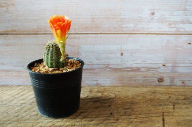 Ev bahçesinde çeşitli kaktüslerin ve sulu bitkilerin toplanması