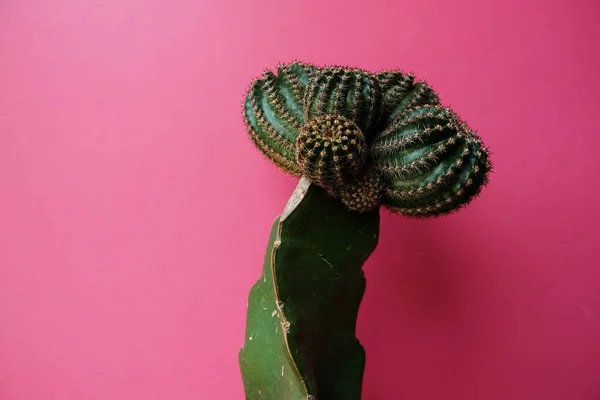 Kaktus Isoliert Auf Rosa Hintergrund — Stockfoto