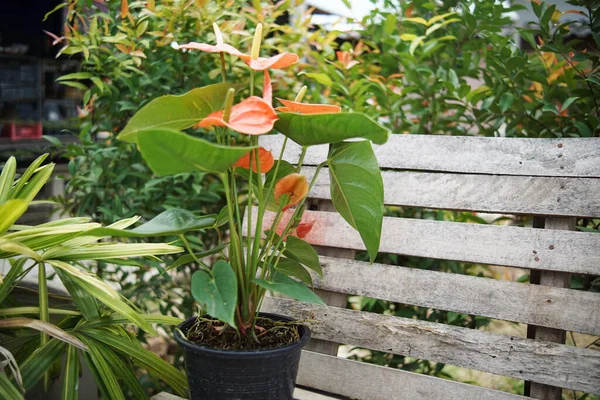 Red Anthurium Flower house plant in flower pot