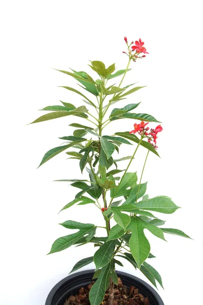 Jatropha Integerrima Plant Geïsoleerd Witte Achtergrond — Stockfoto