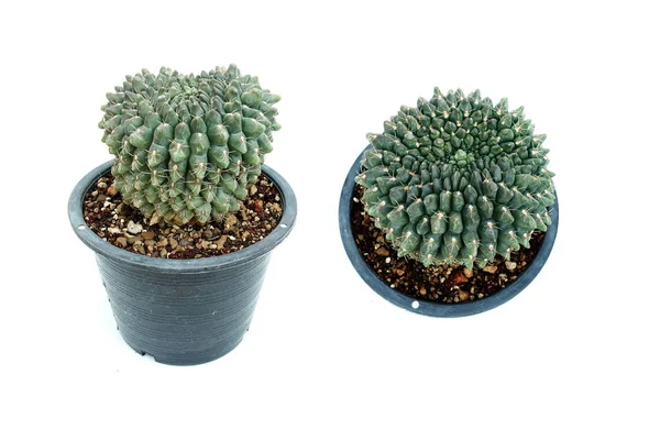Pianta Succulenta Cactus Isolata Fondo Bianco — Foto Stock