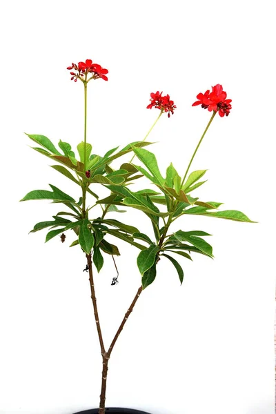 Jatropha Integerrima Pflanze Isoliert Auf Weißem Hintergrund — Stockfoto
