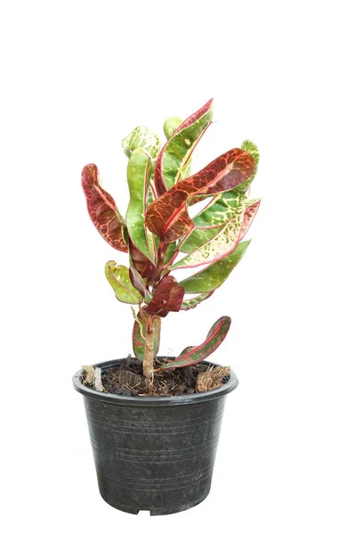 Croton Pflanze Isoliert Auf Weißem Hintergrund — Stockfoto