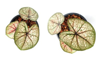 Beyaz arkaplanda izole edilmiş Caladiums bicolor bitkisi