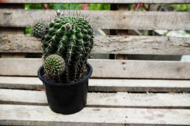 Ev bahçesinde çeşitli kaktüslerin ve sulu bitkilerin toplanması