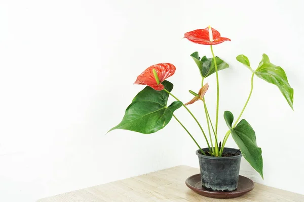Anthurium Rojo Decoración Planta Casa Flores Mesa Fondo Pared Blanco — Foto de Stock