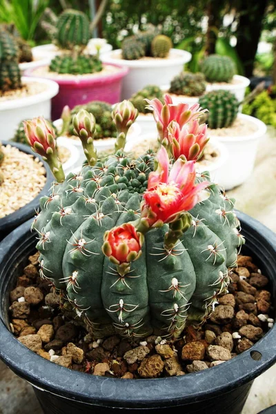 Samling Olika Kaktus Och Saftiga Växter Hemträdgården — Stockfoto