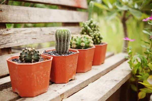 Collection Various Cactus Succulent Plants Home Garden — Stock Photo, Image
