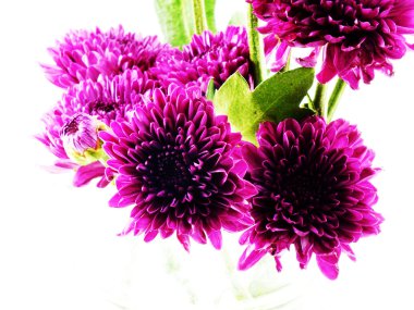 Beyaz arka plan üzerinde izole sonbahar pembe krizantem