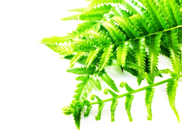 Groene fern bladeren op witte achtergrond — Stockfoto