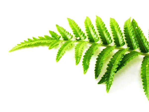 Groene fern bladeren op witte achtergrond — Stockfoto