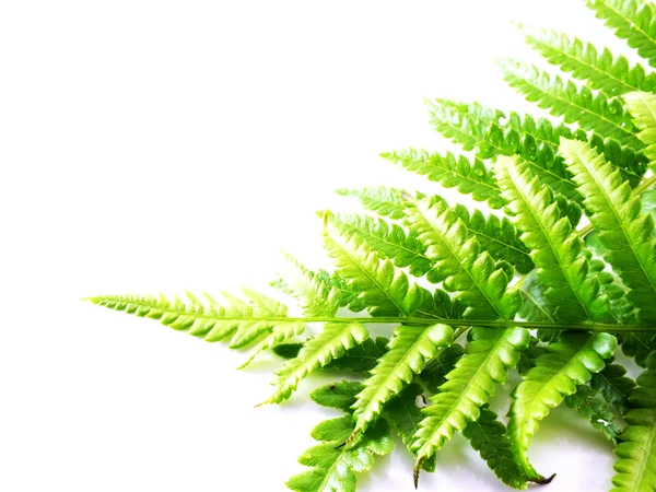 Grüne Farnblätter auf weißem Hintergrund — Stockfoto