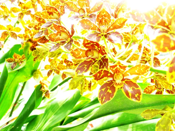 Gele orchideebloem abstracte achtergrond — Stockfoto