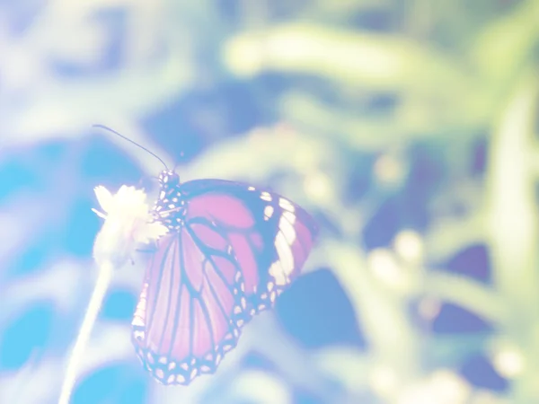 Güzel buterflied renk filtreleri ile yapılan — Stok fotoğraf