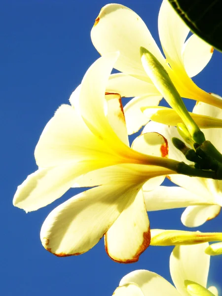 鸡蛋花开花考艾岛夏威夷 — 图库照片