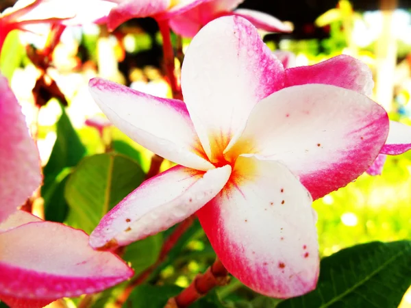 Rosa plumeria blomma — Stockfoto