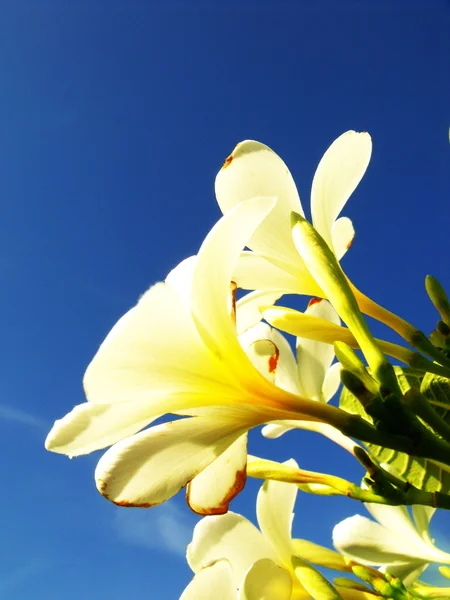 Close up of plumeria blossom kauai hawaii